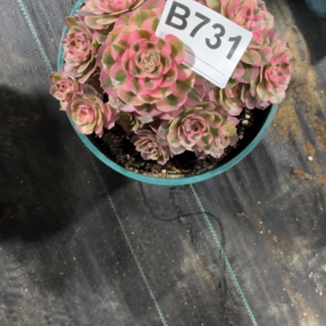 【闪购商品】密胺昊*731
