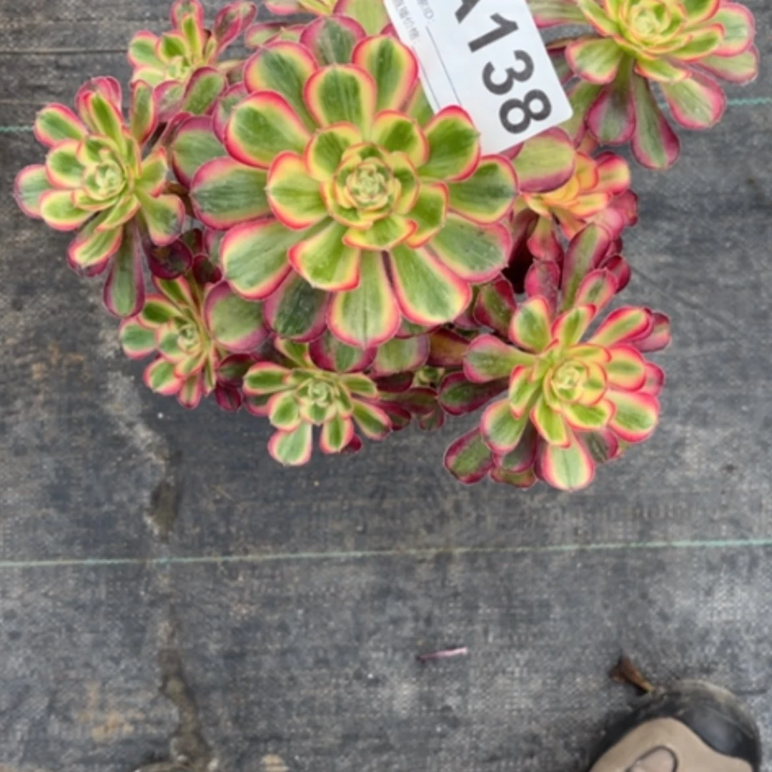 【闪购商品】密胺红****)138芙蓉仙子