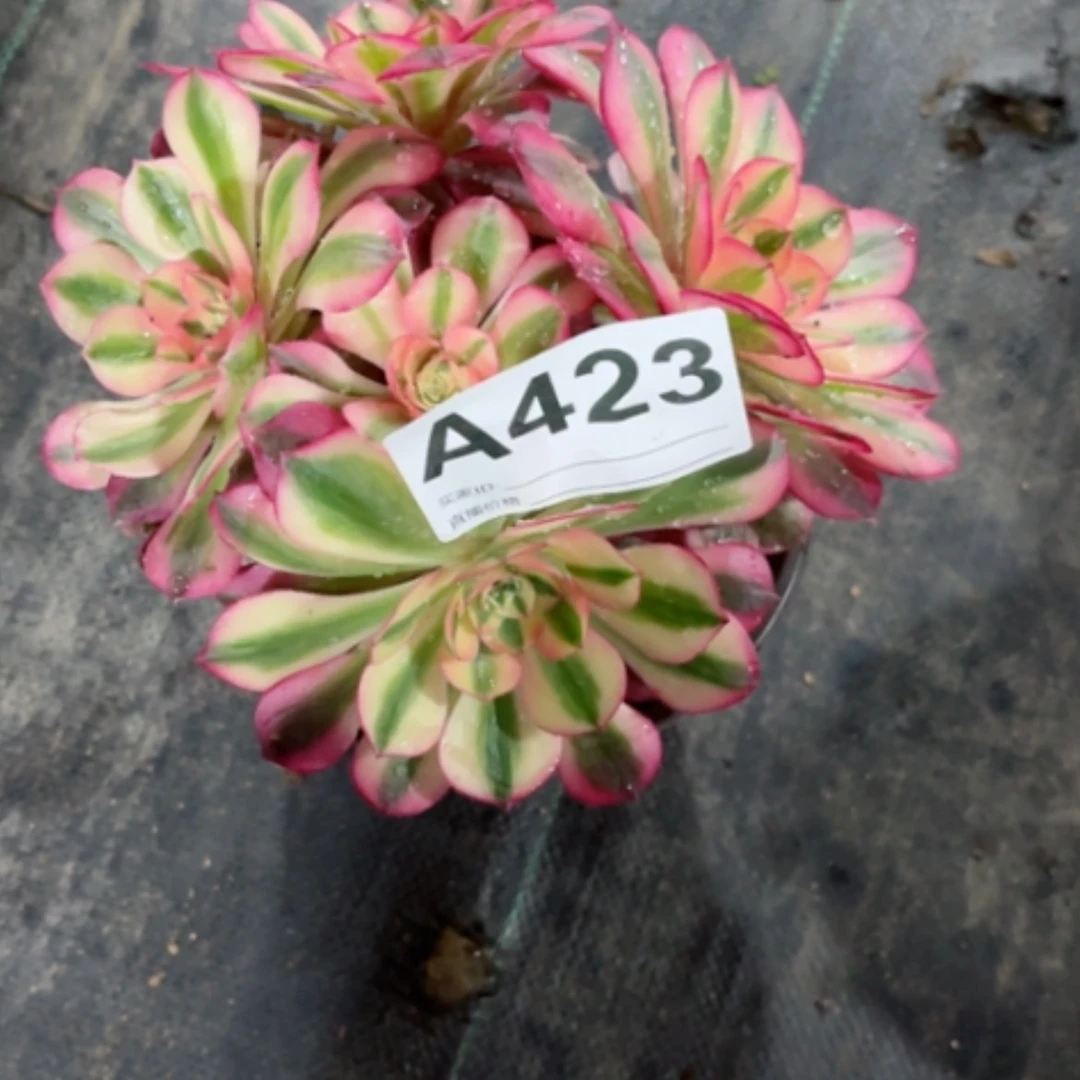 【闪购商品】密胺小**猫423荔枝