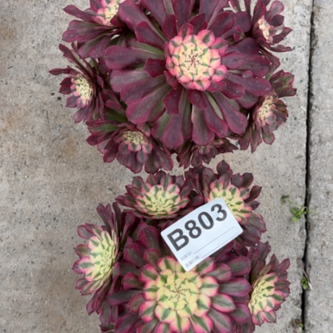 【闪购商品】密胺B803