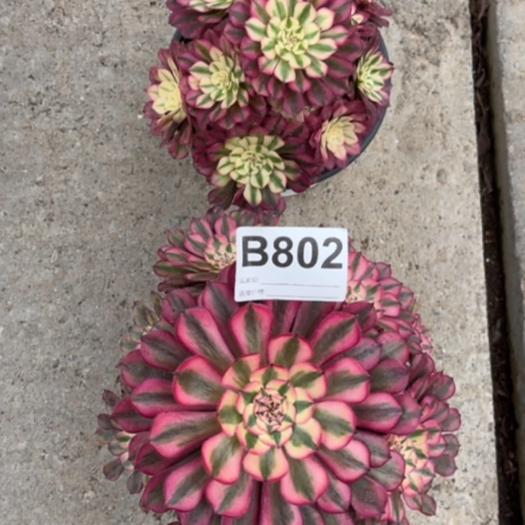 【闪购商品】密胺B802
