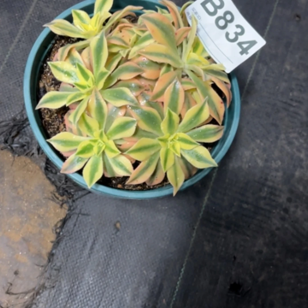 【闪购商品】密胺淡**容834枫叶