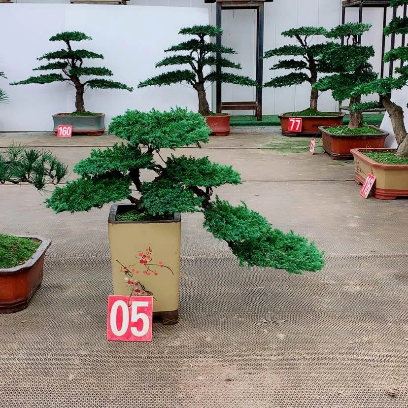 【闪购商品】盆景盆景