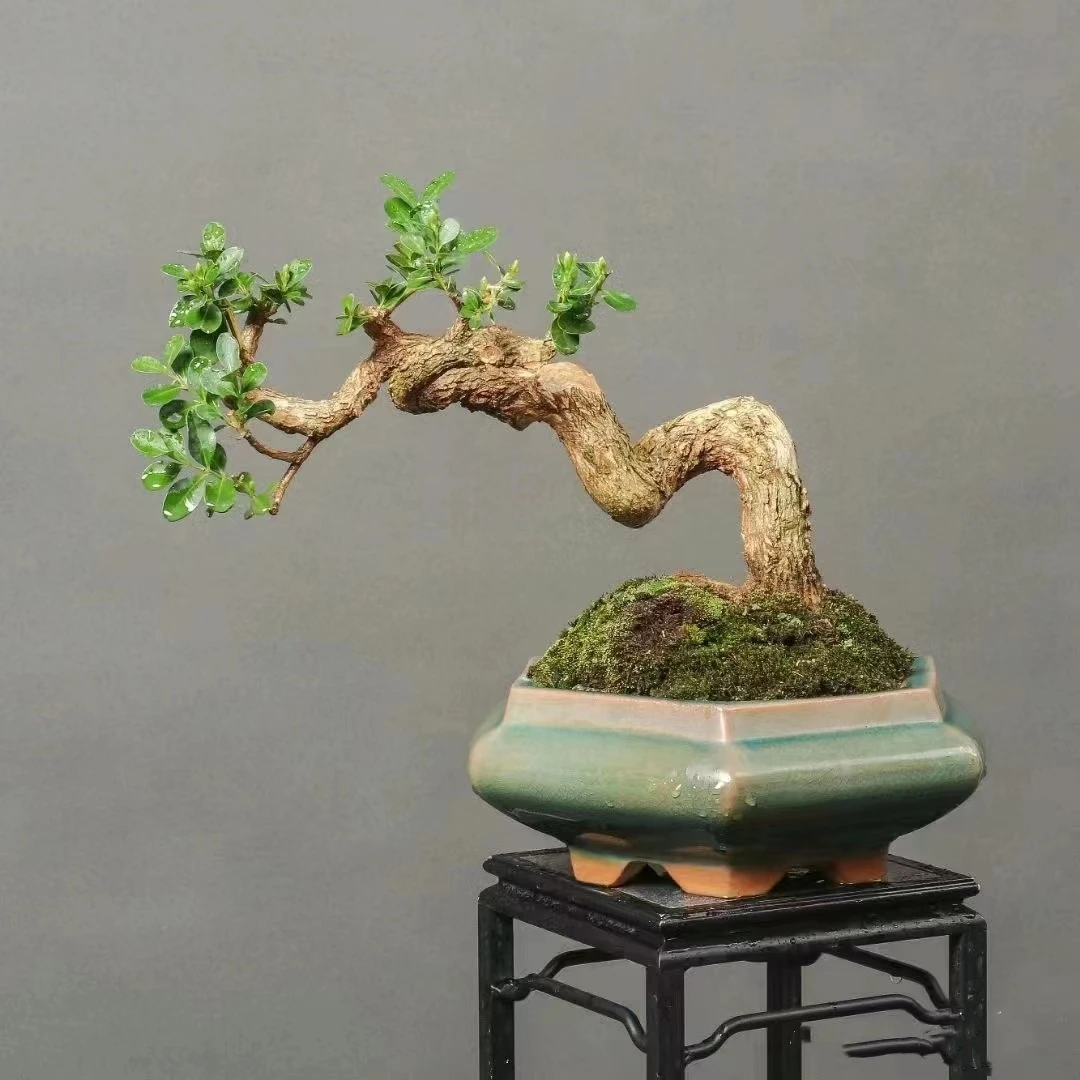 [直播间一物一拍】小叶白皮瓜子黄杨盆景苗素材