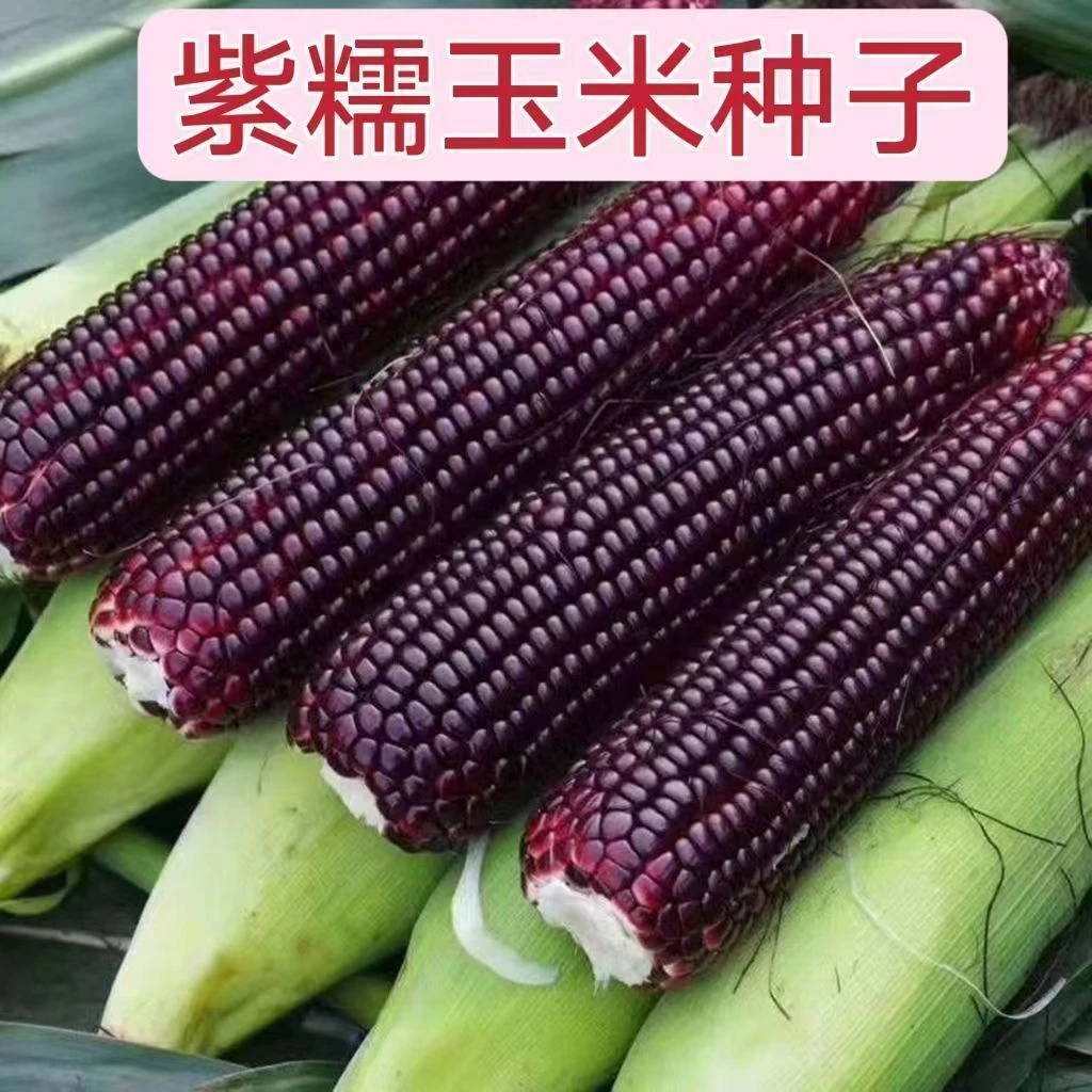 紫甜糯玉米黑糯玉米种子耐高温紫玉米种籽四季大田春夏蔬菜种子孑
