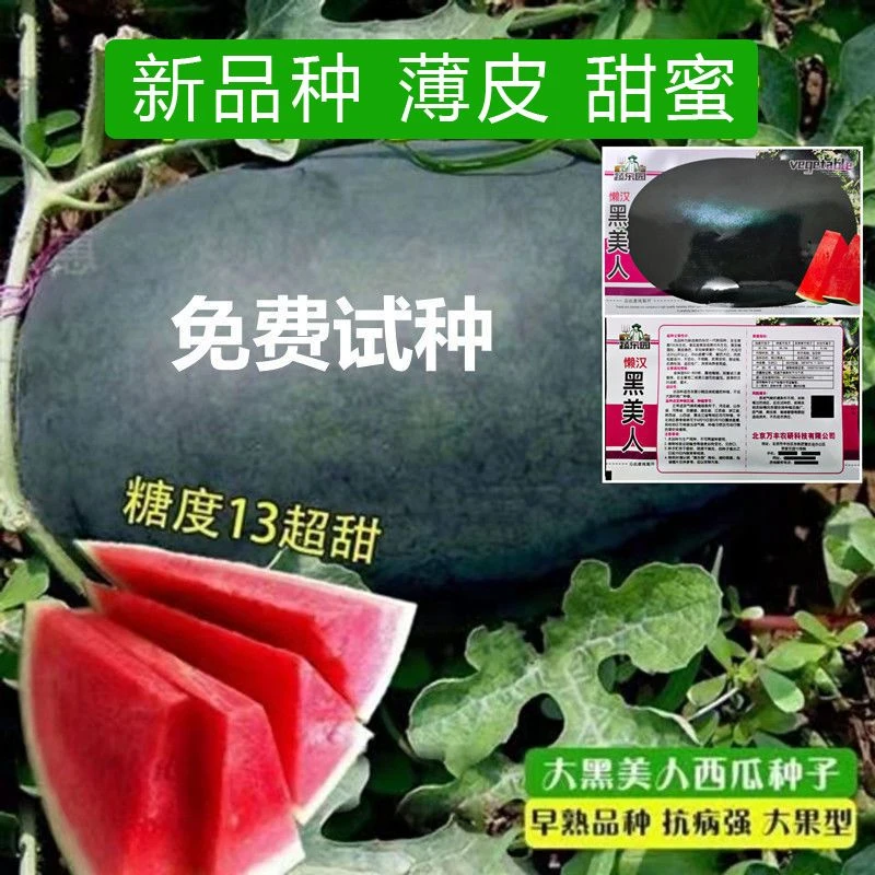 黑美人西瓜苗秧种子大果型黑皮巨型无籽瓜超甜红肉瓤酉瓜西瓜种籽