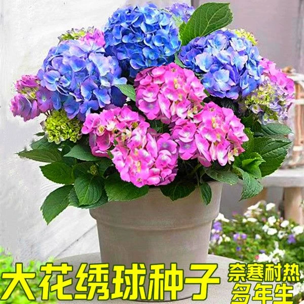 绣球花种子无尽夏绣球花花种籽子多年生花籽易活盆栽庭院四季种植