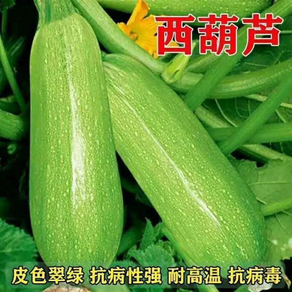 早青一代杂交西葫芦种子西葫种籽占瓜菜茭瓜种子西湖瓜种子四季播