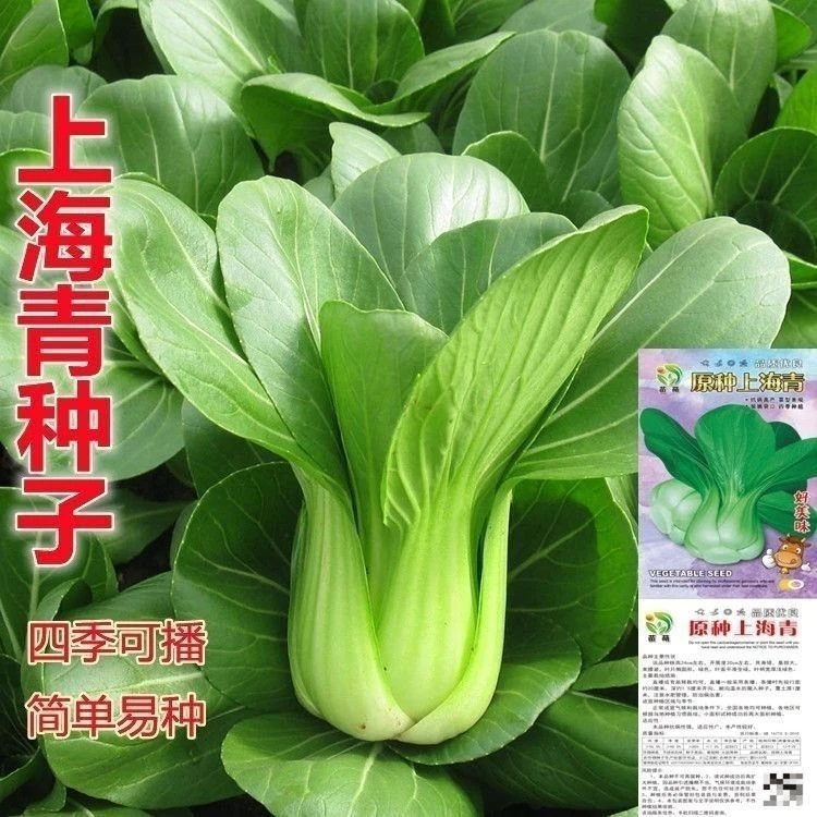 【四季上海青种子】四季播高产上海青菜种子农家小油菜籽蔬菜种子