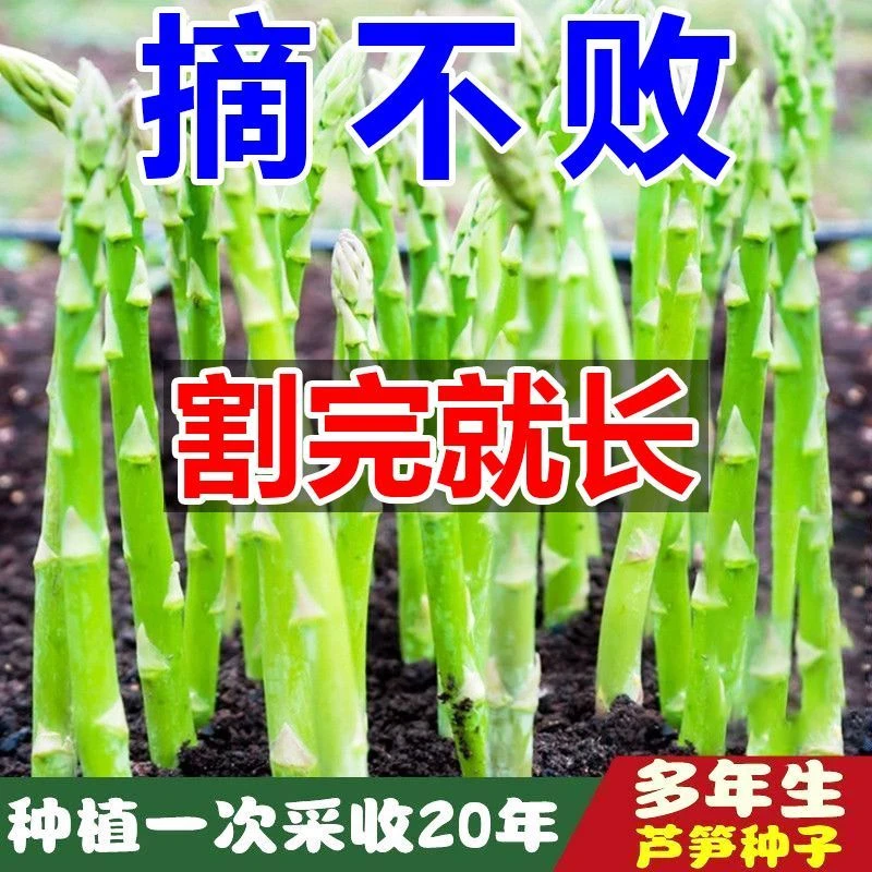 多年生芦笋种子(可采收20年)四季种庭院盆栽芦笋籽有机蔬菜种子