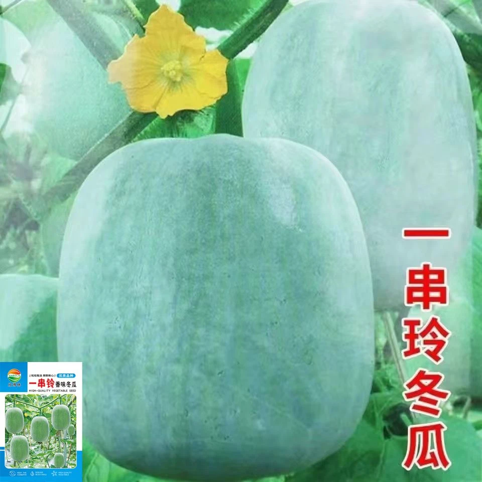一串铃冬瓜种子白皮小冬瓜蔬菜种籽粉皮高产农家菜园四季阳台大田