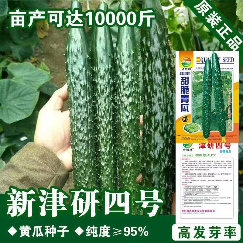 四季绿心黄瓜种子强雌耐热水黄瓜种籽油亮绿心高产阳台盆栽菜种子