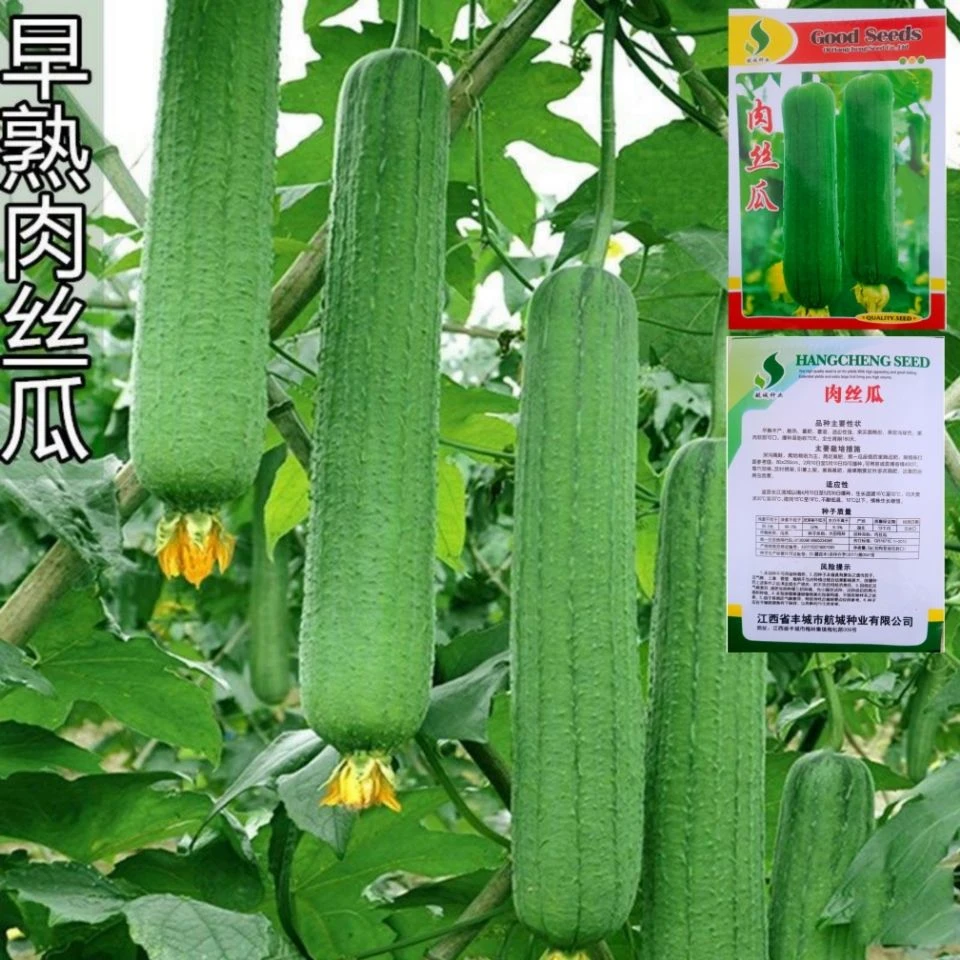 肉丝瓜种子老品种可留种留丝包坐瓜率高农家早熟高产春季蔬菜种孑