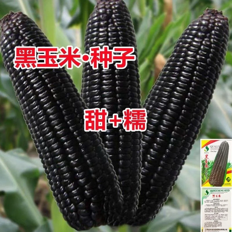 黑甜糯玉米种子黑糯玉米香甜糯玉米种鲜食苞米非转基因黑玉米批发