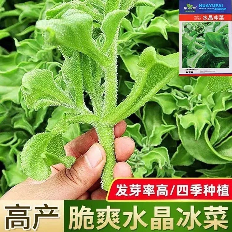 正宗水晶冰菜子种营养高钙非洲冰草自带冰晶四季阳台盆栽蔬菜子种