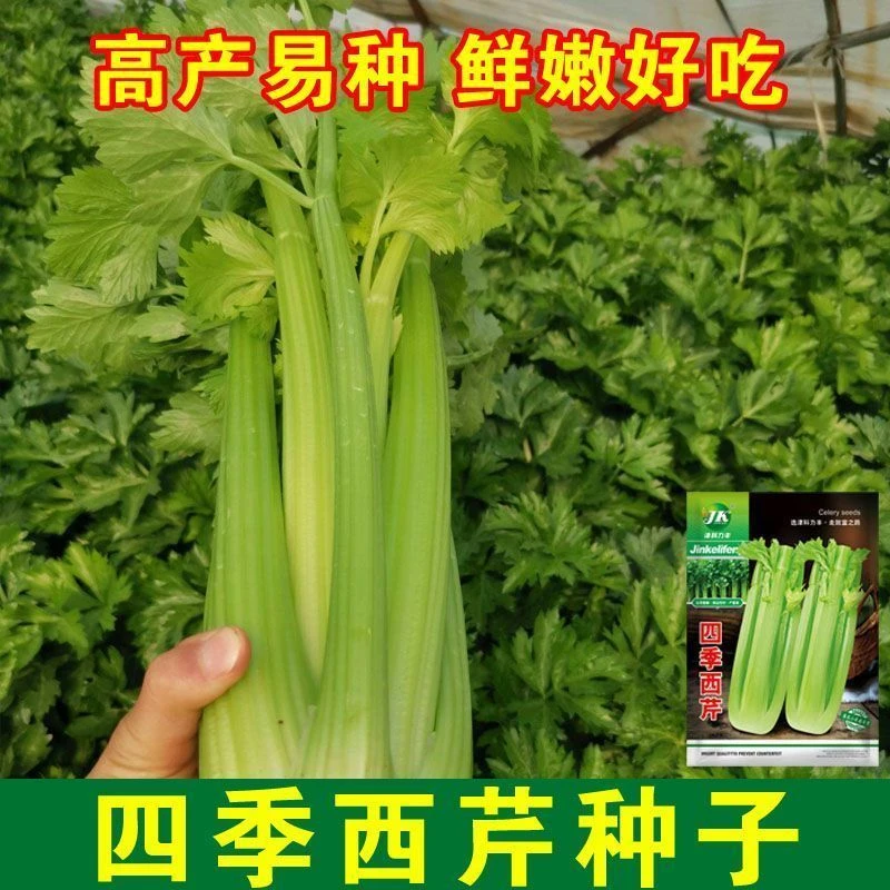 原装大肉西芹种子四季播肉厚脆爽洋芹菜种子高产阳台大棚蔬菜种子