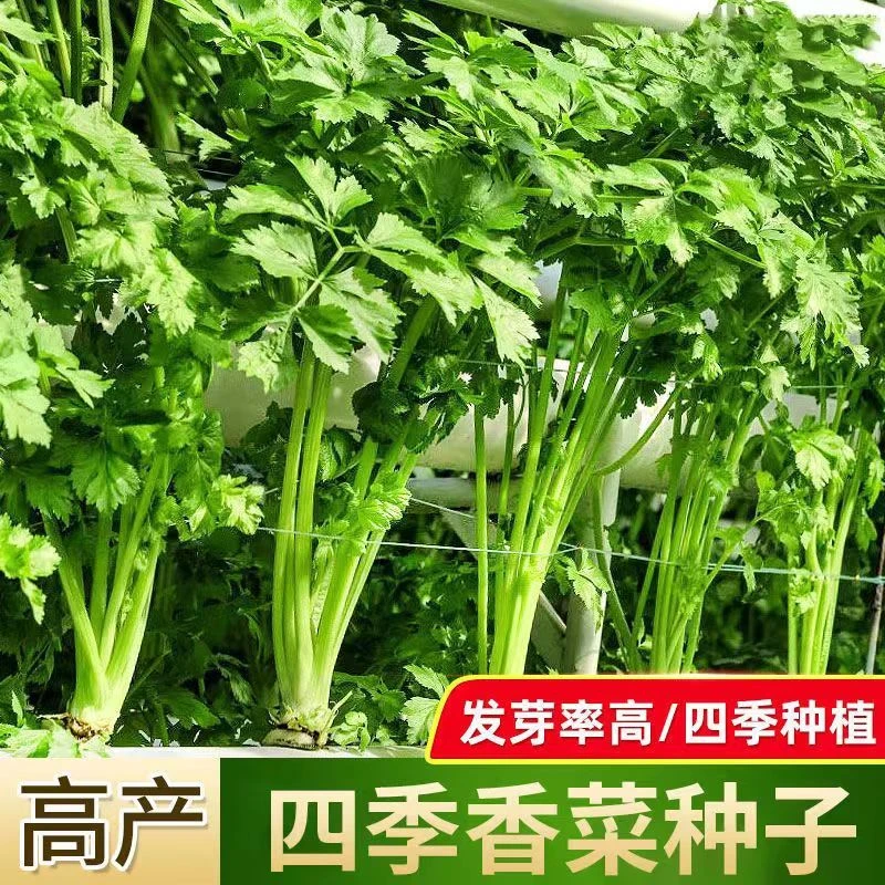 香菜种子四季易种耐热耐抽苔阳台盆栽蔬菜种子大全农家大叶香菜