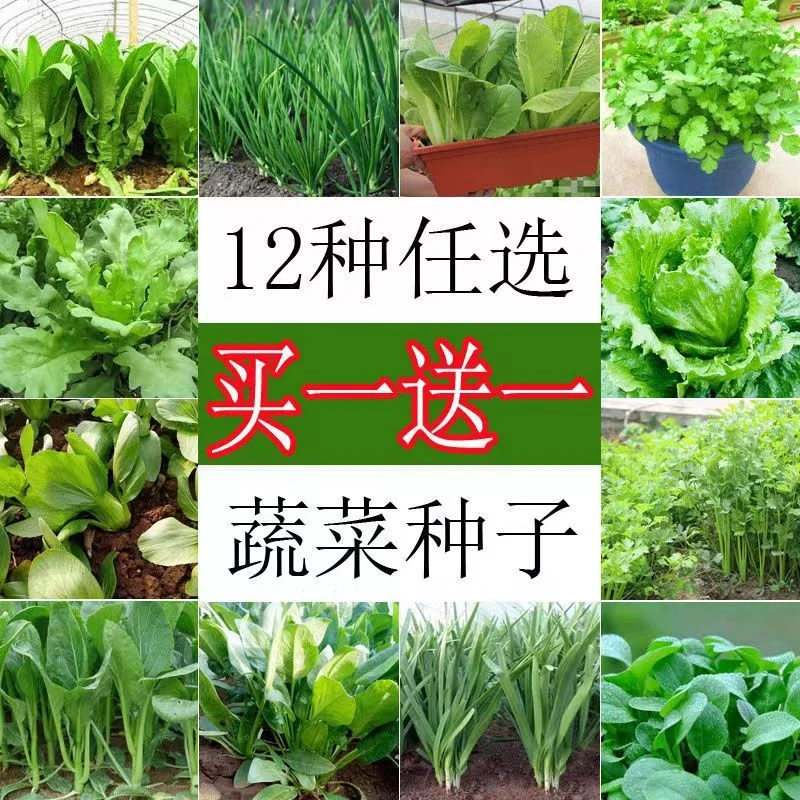 12种蔬菜种子混装四季菜种子阳台盆栽绿植庭院易种秋冬季蔬菜种子