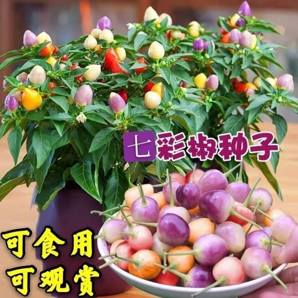 【辣椒种子】七彩椒泡椒种子种子朝天椒盆栽 四季辣椒种子新品种