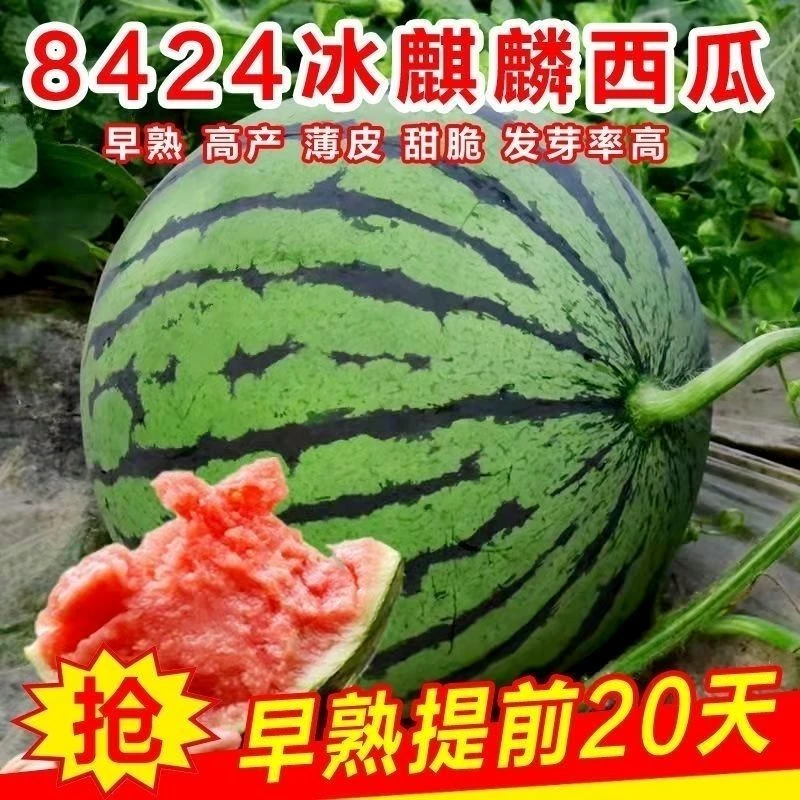 8424麒麟少籽西瓜种子无籽特大高产巨型甜王南方四季蔬菜水果种孑