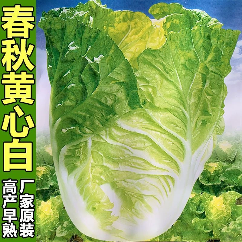正宗黄心白菜种子黄芯大白菜种籽冬储白菜耐寒口感好四季蔬菜种子