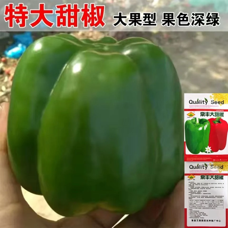 特大甜椒种子大甜椒青椒灯笼椒菜椒辣椒种子阳台春秋冬季蔬菜种子