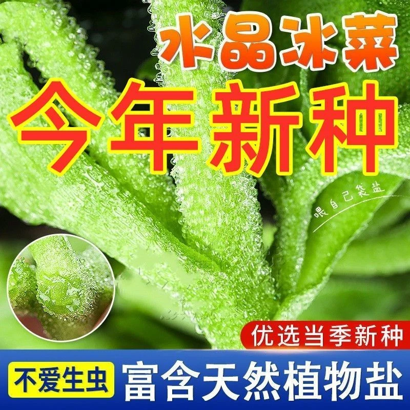 【今年新种】四季水晶冰菜种子冰菜籽种冰草菜籽阳台稀有蔬菜野菜