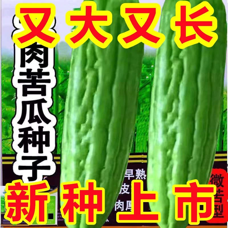 大肉苦瓜种子青苦瓜种子高产特大绿油苦瓜肉多四季苦瓜籽蔬菜种子