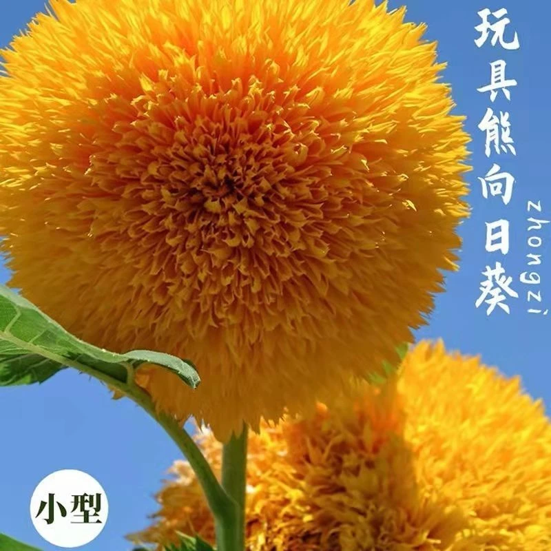 超矮矮向日葵种子【泰迪熊向日葵种玩熊向日葵籽】矮杆季种籽