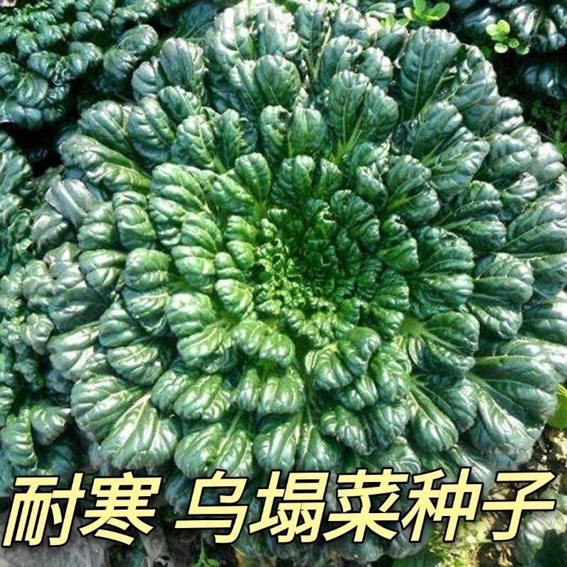 乌塌菜种耐寒白菜秋冬季播高钙保健蔬菜黑白菜籽养心菜四季抗寒菜