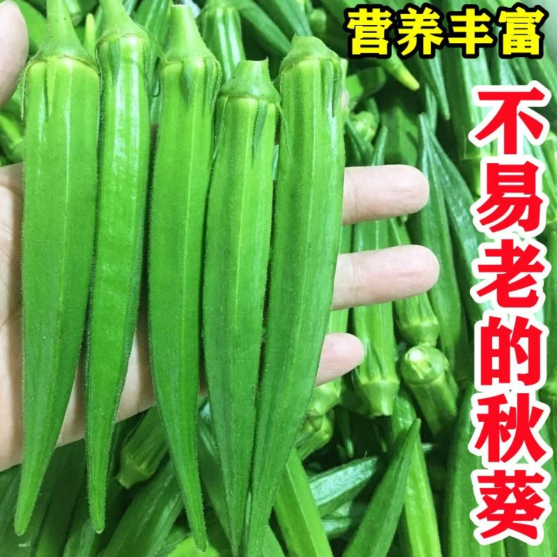 黄秋葵种子籽孑大条水果秋葵种子春季夏四季播蔬菜农家阳台庭院