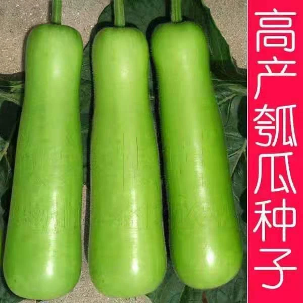 瓠瓜种子短蒲瓜种子甜瓠子瓜种菜葫芦短棒瓠子瓜春秋季蔬菜种籽