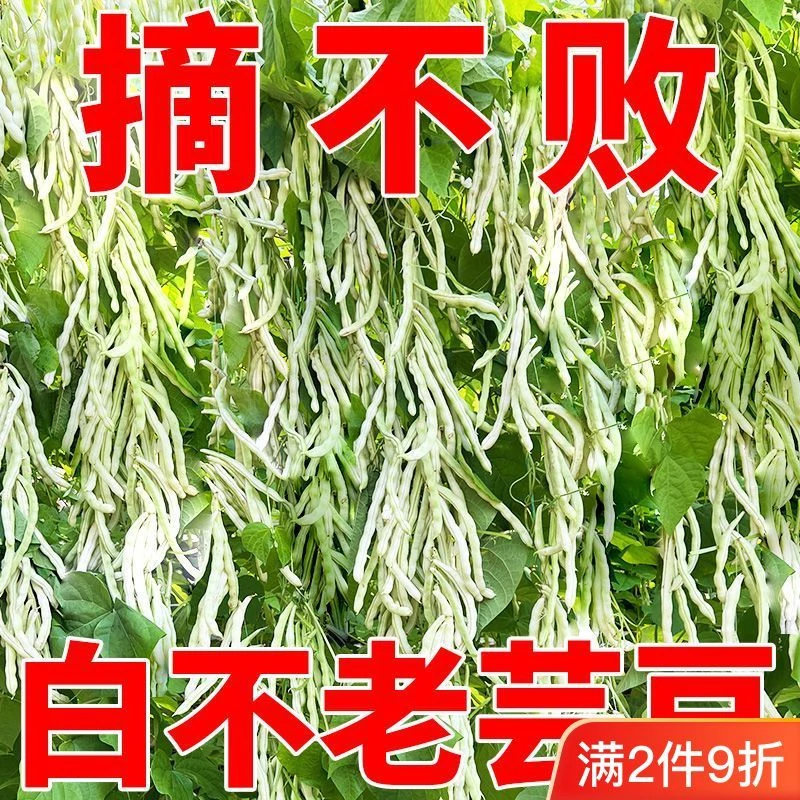 摘不败九粒白芸豆种种子高产早熟豆角菜籽四季种植豇豆子蔬菜种子
