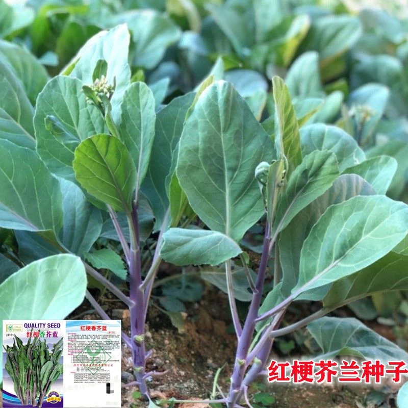 潮汕红梗香芥蓝种子芥蓝菜种子四季菜秋季广东春季菜籽头蔬菜种子