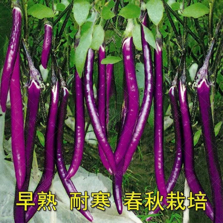 杭茄一号茄子种子 紫红色长茄子 线茄 早熟 高产 春秋播蔬菜