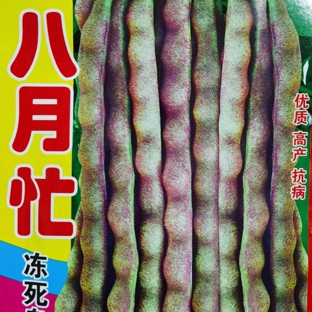 八月冻死死鬼 种豆耐寒高产四季耐热院易庭院种子豆角田园