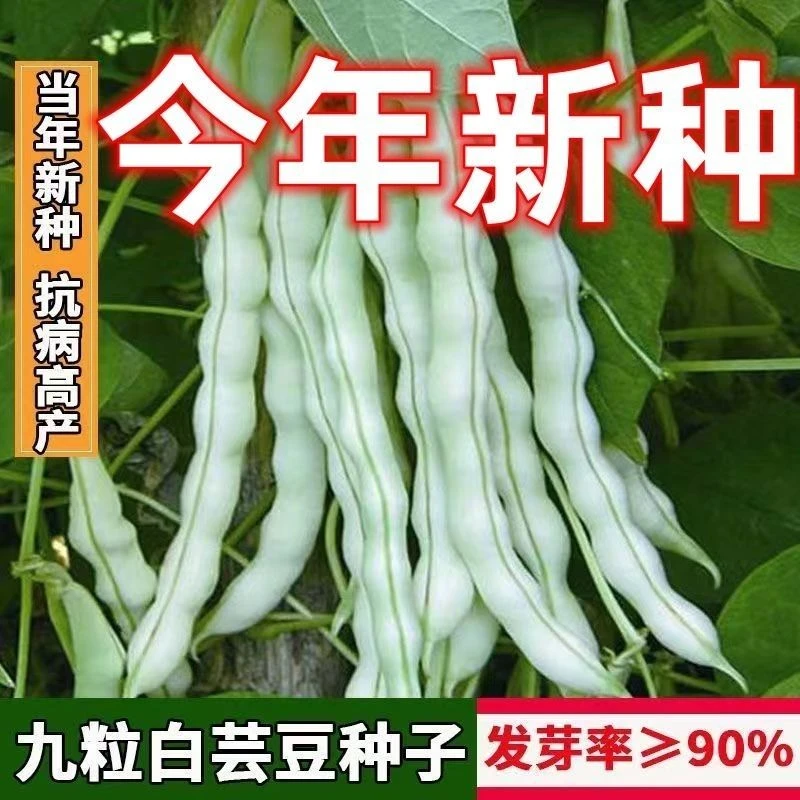 九粒白芸豆种子豆角种籽四季豆架豆种高产春秋季蔬菜种孑农家田园