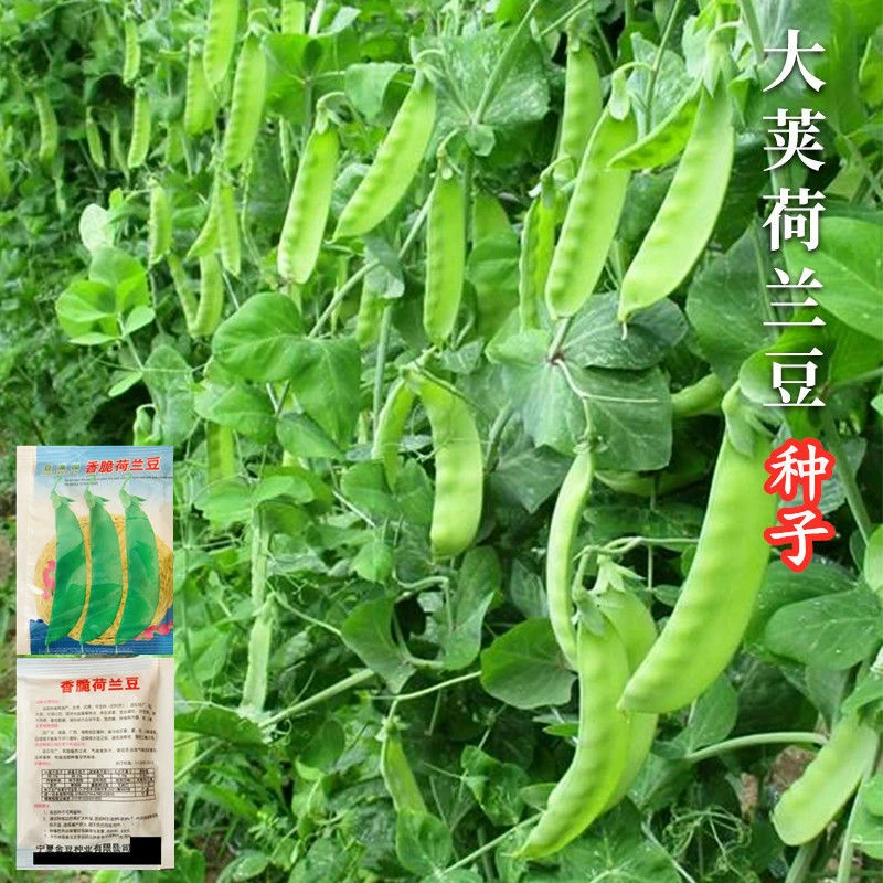 大荚荷兰豆种子软荚菜豌豆甜脆豌豆仁籽春夏秋季农家菜园蔬菜种孑