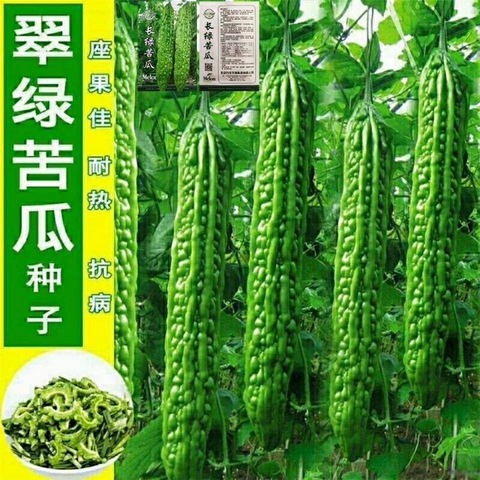 苦瓜种子早熟绿苦瓜种子翠绿疙瘩绿苦瓜种子四季高产种植蔬菜种子