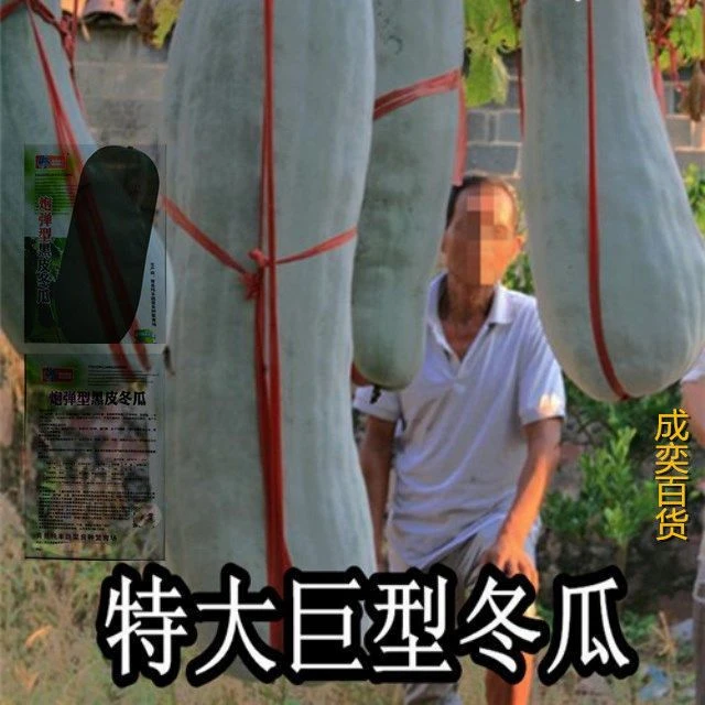 巨型冬瓜种子特大冬瓜种子黑皮绿皮白皮粉皮小冬瓜水果冬瓜种子