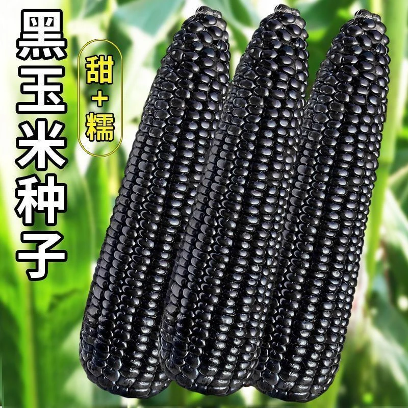 黑甜糯玉米种子超甜水果玉米种籽孑大全非转基因四季高产特大耐旱