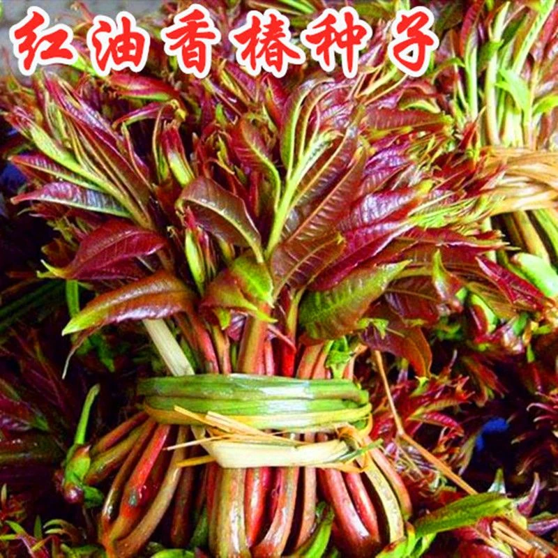 红油香椿种子四季采收香椿芽嫩芽高产乡村香椿蔬菜种子春天蔬菜子