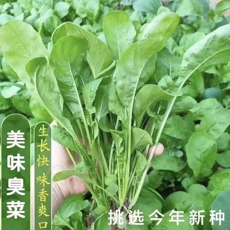 美味臭菜种子东北芝麻菜籽臭菜籽春秋季阳台菜园盆栽野菜蔬菜种子