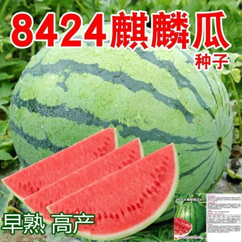 【百分佰新种】8424麒麟西瓜种子特大高产甜王四季蔬菜水果种孑