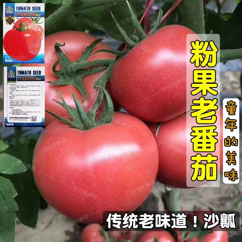 番茄种子春季大西红柿种籽四季菜粉红沙瓤柿子盆栽西红柿蔬菜种孑