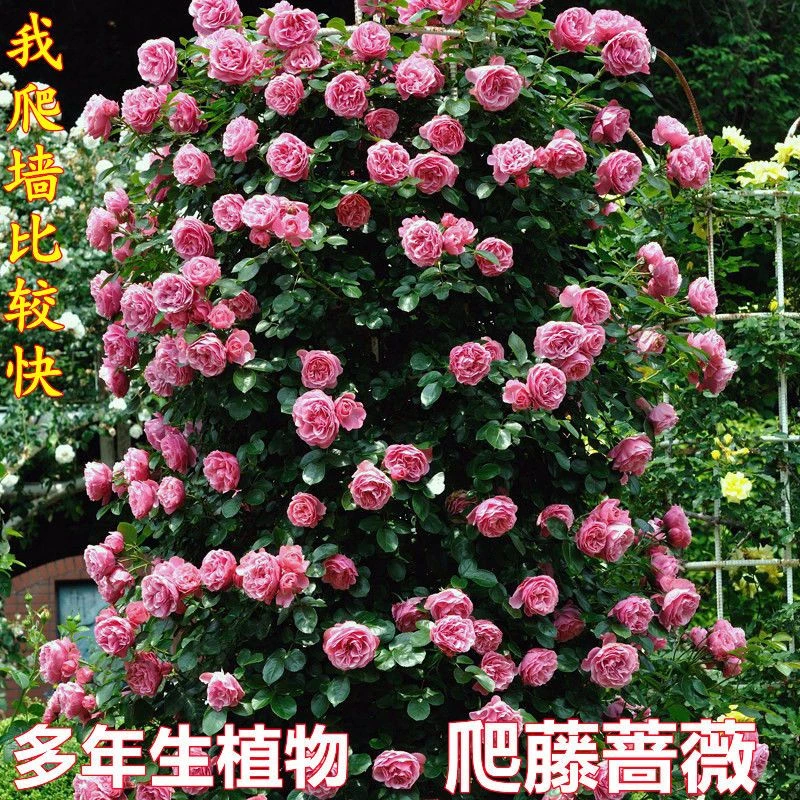 爬藤蔷薇花种子四季开花重瓣庭院阳台盆栽爬藤植物玫瑰月季花种子