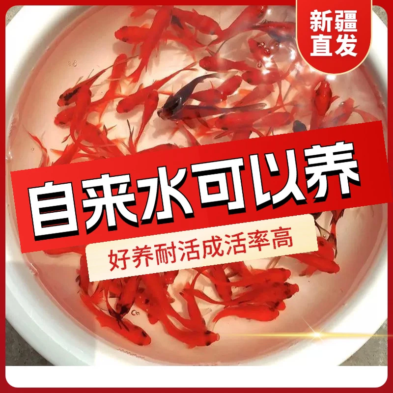 新疆观赏鱼包邮红草锦鲤小金鱼冷水好养耐活闯缸鱼