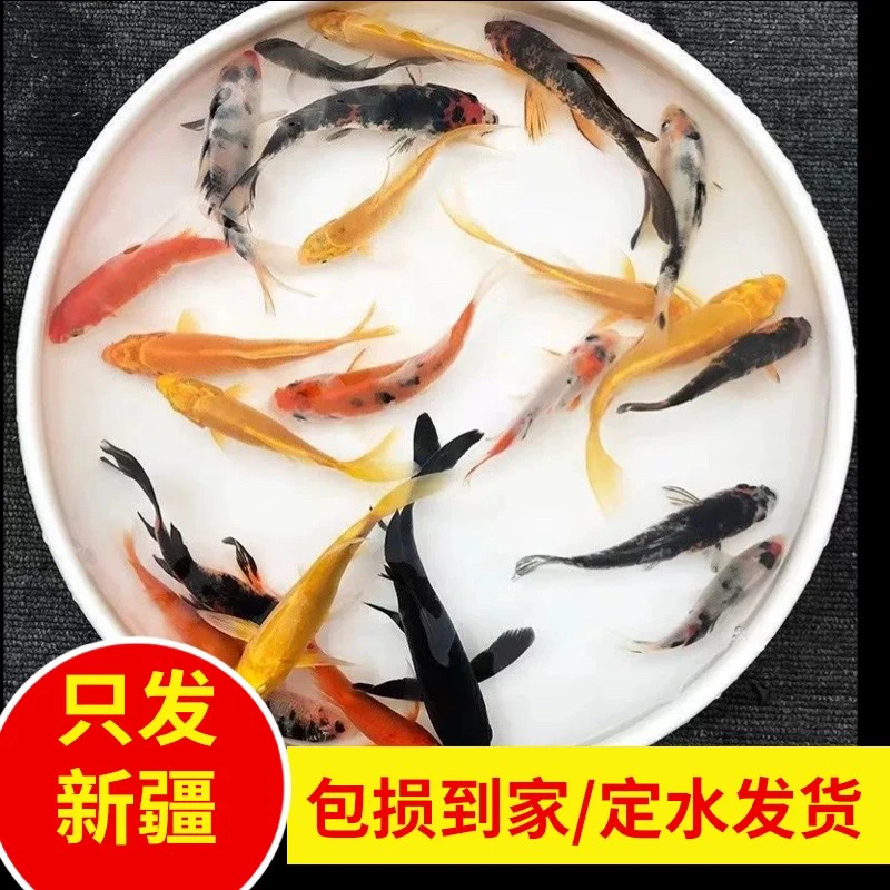 新疆观赏鱼包邮红白锦鲤红草金鱼锦鲫冷水鱼混养易活新手推荐