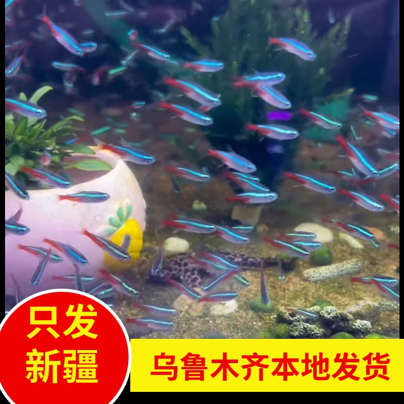 新疆鱼乐圈乌鲁木齐直发红绿灯鱼群游热带观赏鱼淡水灯科鱼闯缸鱼