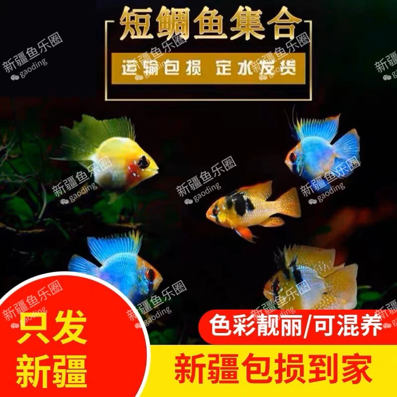 新疆鱼乐圈包邮金波子蓝波子荷兰凤凰球热带鱼可混养短鲷可繁殖